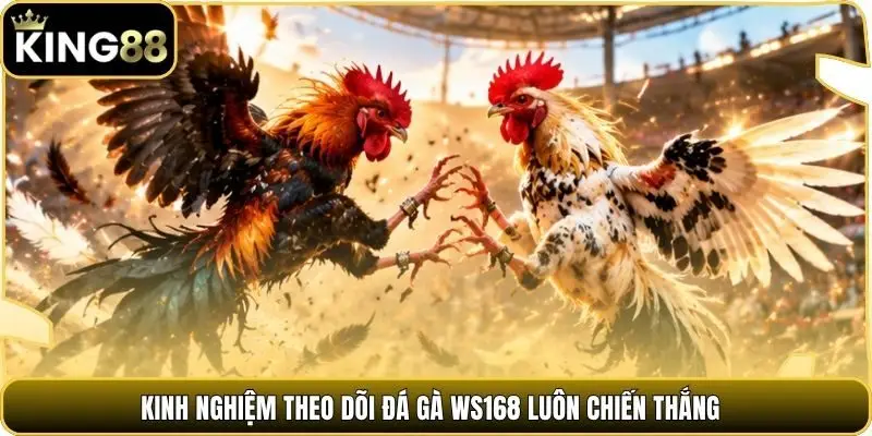 Kinh nghiệm theo dõi đá gà WS168 luôn chiến thắng