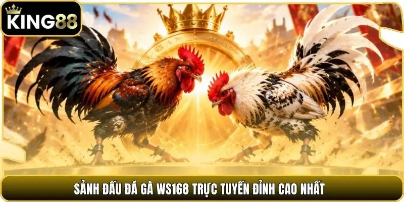 Sảnh đấu đá gà WS168 trực tuyến đỉnh cao nhất