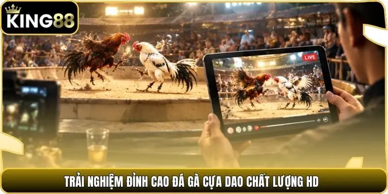 Trải nghiệm đỉnh cao đá gà cựa dao chất lượng HD