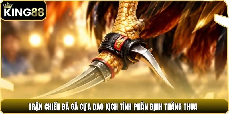 Trận chiến đá gà cựa dao kịch tính phân định thắng thua